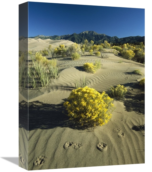 Global Gallery GCS-452053-1216-142 12 x 16 in. Coyote Tracks & Floweri