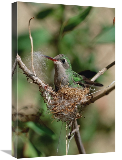 Global Gallery GCS-452538-1624-142 16 x 24 in. Broad-Billed Hummingbir