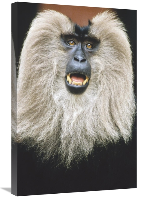 Global Gallery GCS-452435-2030-142 20 x 30 in. Lion-Tailed Macaque Cal