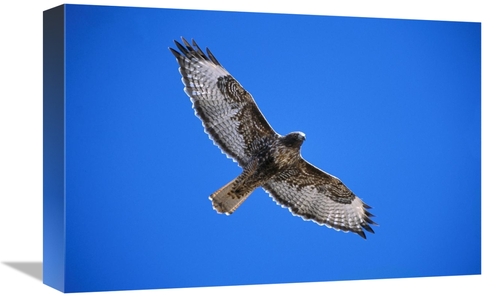 Global Gallery GCS-453295-1218-142 12 x 18 in. Red-Tailed Hawk, Su