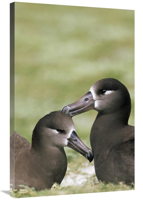 Global Gallery GCS-451436-2436-142 24 x 36 in. Black-Footed Albatross 