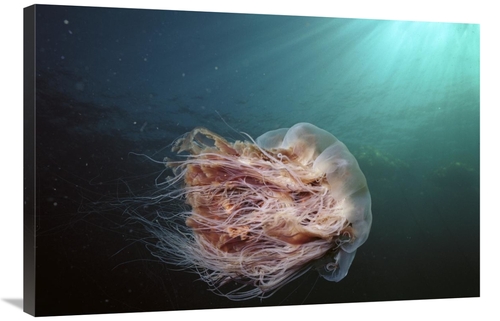 Global Gallery GCS-453550-2436-142 24 x 36 in. Lions Mane Jellyfish Jo