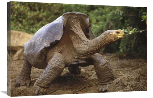 Global Gallery GCS-451229-2436-142 24 x 36 in. Saddleback Galapagos To