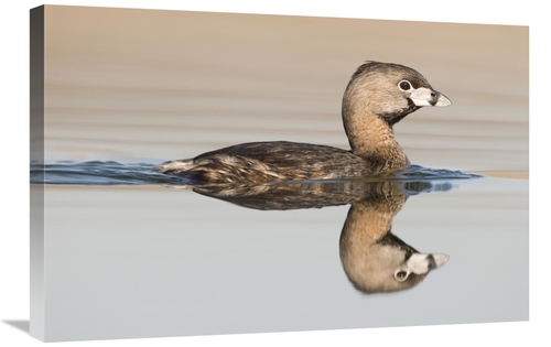 Global Gallery GCS-397397-2030-142 20 x 30 in. Pied-Billed Grebe Swimm