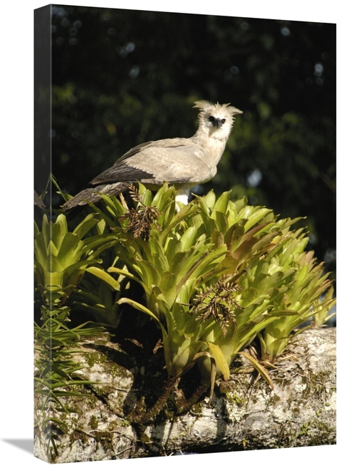 Global Gallery GCS-453205-1624-142 16 x 24 in. Harpy Eagle Chick in A 