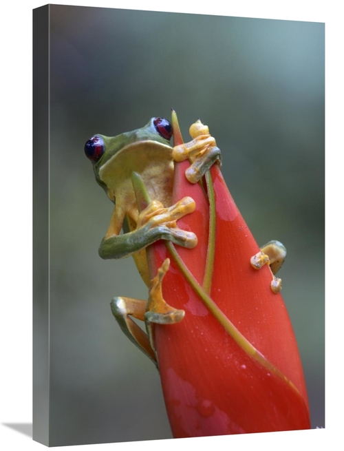 Global Gallery GCS-396167-1624-142 16 x 24 in. Gliding Leaf Frog on He
