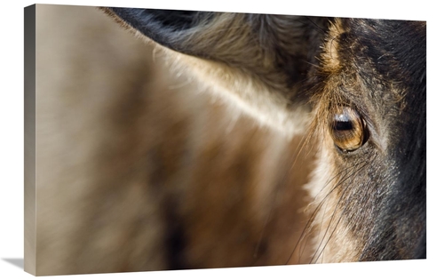 Global Gallery GCS-397437-2030-142 20 x 30 in. Blue Wildebeest Eye&#44