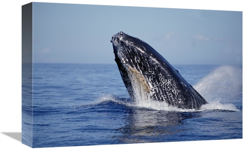 Global Gallery GCS-450994-1218-142 12 x 18 in. Humpback Whale Breachin