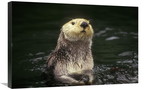 Global Gallery GCS-452796-2030-142 20 x 30 in. Sea Otter Portrait,