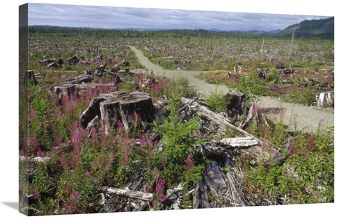 Global Gallery GCS-395782-2030-142 20 x 30 in. Temperate Rainforest Cl