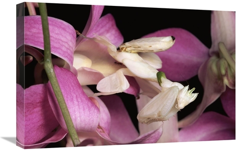 Global Gallery GCS-397234-1624-142 16 x 24 in. Orchid Mantis & Orchid 