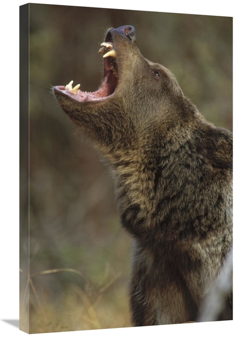 Global Gallery GCS-396045-2030-142 20 x 30 in. Grizzly Bear Calling&#4