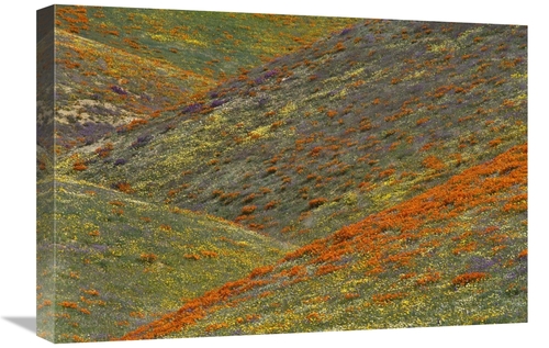 Global Gallery GCS-396371-1624-142 16 x 24 in. Wildflowers, Tehach