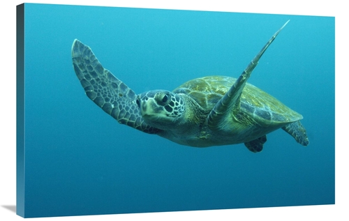 Global Gallery GCS-397909-2436-142 24 x 36 in. Green Sea Turtle Swimmi