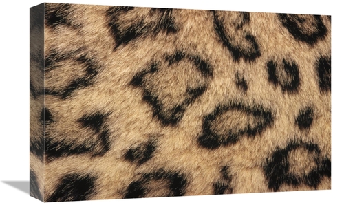 Global Gallery GCS-452759-1218-142 12 x 18 in. Snow Leopard Skin Showi