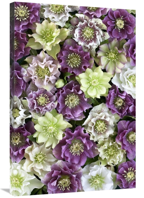 Global Gallery GCS-398329-2436-142 24 x 36 in. Hellebore Flowers Art P