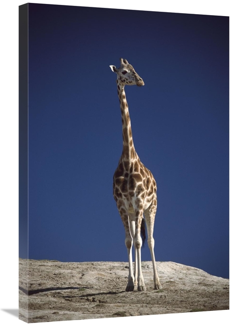 Global Gallery GCS-450839-2030-142 20 x 30 in. Rothschild Giraffe Port