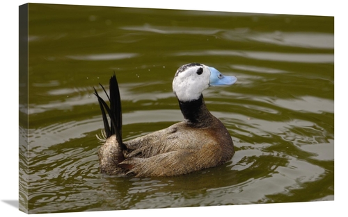 Global Gallery GCS-453106-2030-142 20 x 30 in. White-Headed Duck Male&