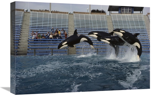 Global Gallery GCS-450566-1624-142 16 x 24 in. Orca Trio Jumping, 