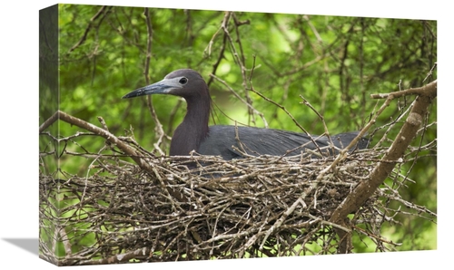 Global Gallery GCS-453354-1218-142 12 x 18 in. Little Blue Heron on Ne