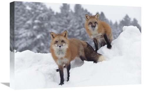 Global Gallery GCS-397093-1624-142 16 x 24 in. Red Fox Pair in Snow Fa
