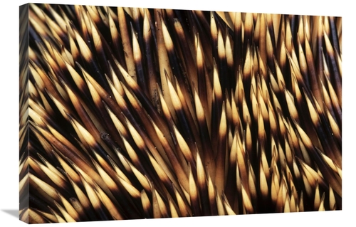 Global Gallery GCS-395574-2030-142 20 x 30 in. Brown-Breasted Hedgehog