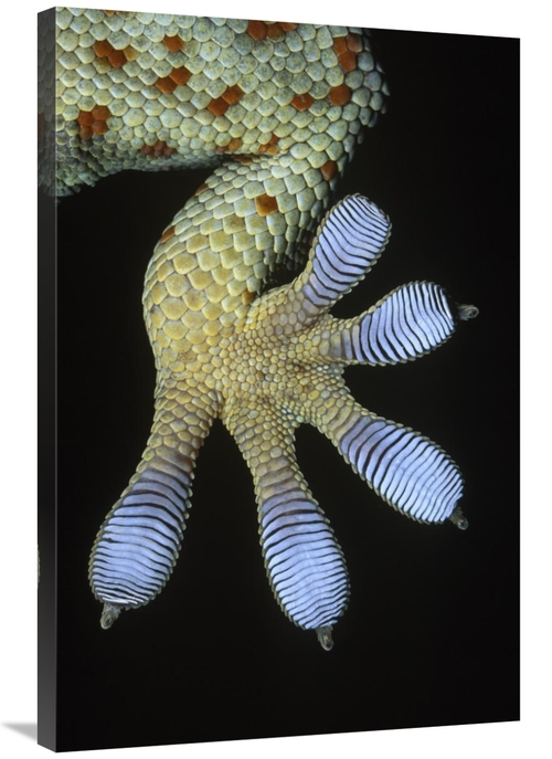 Global Gallery GCS-395366-2436-142 24 x 36 in. Tokay Gecko Underside D