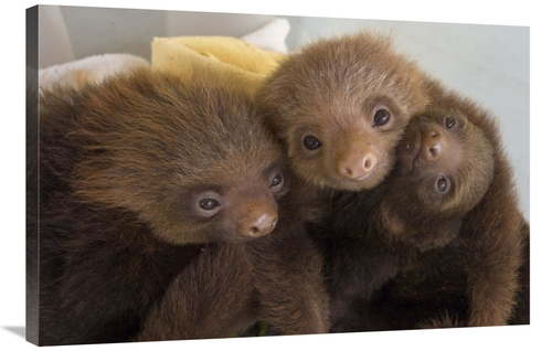 Global Gallery GCS-395857-2436-142 24 x 36 in. Hoffmanns Two-Toed Slot