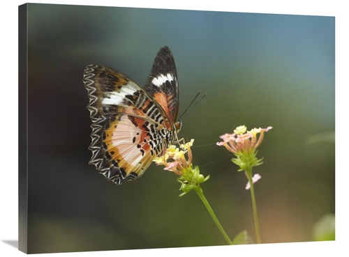 Global Gallery GCS-396560-2432-142 24 x 32 in. Nymphalid Butterfly Fee