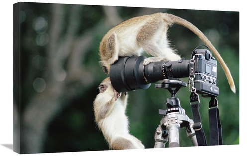 Global Gallery GCS-395737-2030-142 20 x 30 in. Black-Faced Vervet Monk