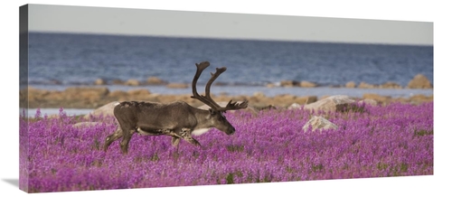 Global Gallery GCS-395424-40-142 40 in. Caribou Male in A Field of Fir