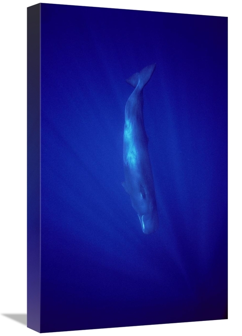 Global Gallery GCS-450610-22-142 22 in. Sperm Whale Diving, Indian
