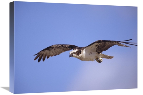 Global Gallery GCS-395978-1824-142 18 x 24 in. Osprey Flying, Nort