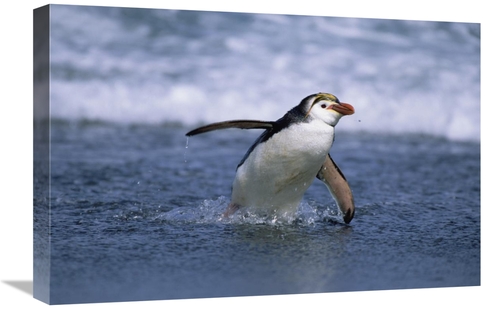 Global Gallery GCS-452446-1624-142 16 x 24 in. Royal Penguin Coming As