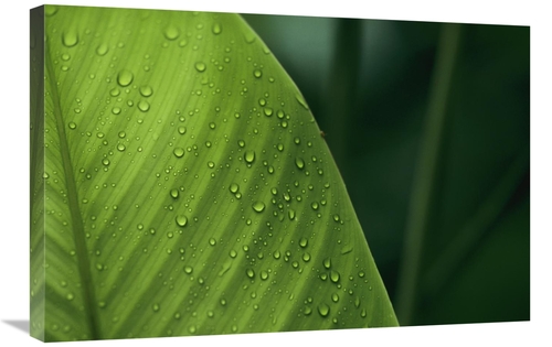 Global Gallery GCS-398541-2030-142 20 x 30 in. Leaf with Water Drops&#
