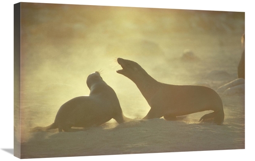 Global Gallery GCS-451137-2030-142 20 x 30 in. Galapagos Sea Lion Pups