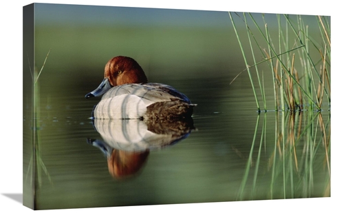 Global Gallery GCS-396466-1624-142 16 x 24 in. Redhead Duck Male with 