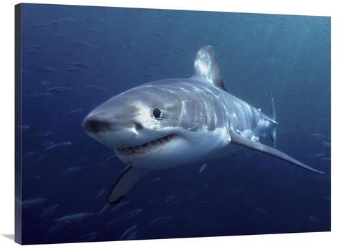 Global Gallery GCS-397960-3040-142 30 x 40 in. Great White Shark, 