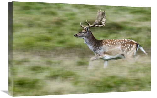 Global Gallery GCS-398059-2030-142 20 x 30 in. Fallow Deerbuck Running