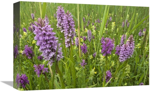 Global Gallery GCS-398317-1218-142 12 x 18 in. Broad-Leaved Marsh Orch