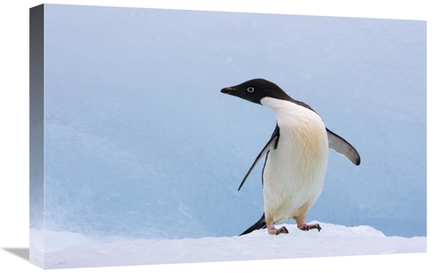 Global Gallery GCS-395833-1624-142 16 x 24 in. Adelie Penguin on Icebe