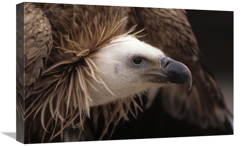 Global Gallery GCS-453589-1624-142 16 x 24 in. Griffon Vulture Adult P