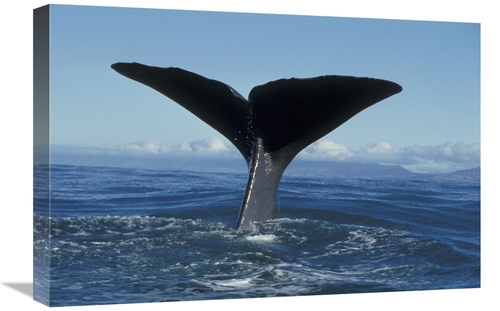 Global Gallery GCS-450557-1624-142 16 x 24 in. Sperm Whale Tail, N