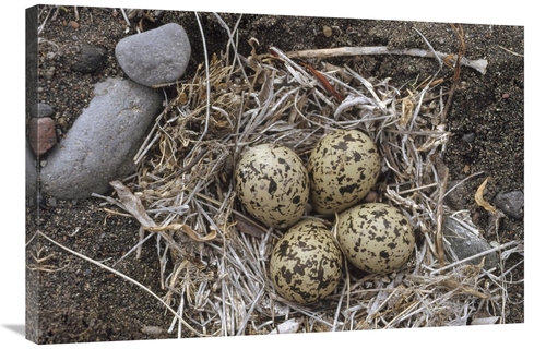 Global Gallery GCS-451893-2436-142 24 x 36 in. Semipalmated Plover Egg