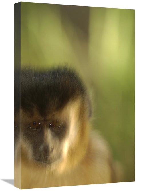 Global Gallery GCS-453130-1624-142 16 x 24 in. Brown Capuchin Portrait