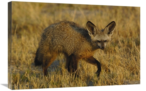Global Gallery GCS-453266-2030-142 20 x 30 in. Bat-Eared Fox Portrait&