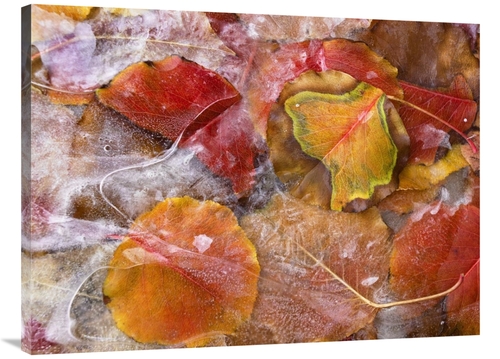 Global Gallery GCS-452227-3040-142 30 x 40 in. Cottonwood Frozen Leave