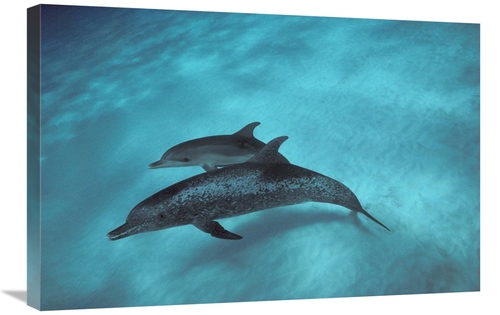 Global Gallery GCS-450677-2030-142 20 x 30 in. Atlantic Spotted Dolphi