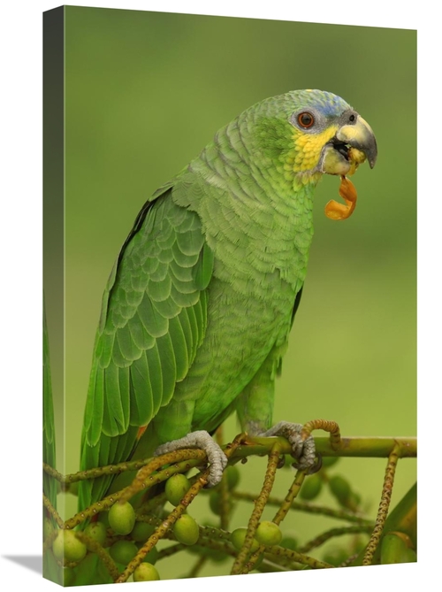 Global Gallery GCS-453219-1624-142 16 x 24 in. Orange-Winged Parrot Pe