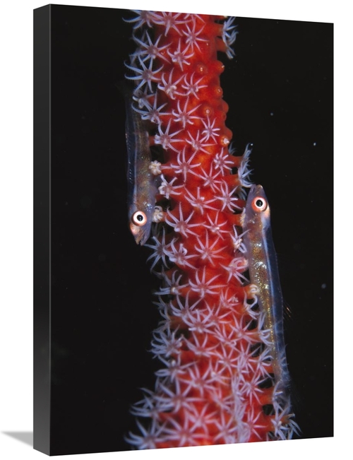 Global Gallery GCS-453543-1624-142 16 x 24 in. Loki Whip-Goby Pair on 